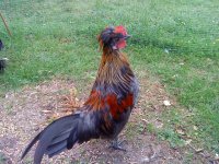 Chickens 04.09.10 013.JPG