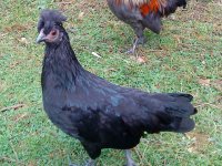 Chickens 04.09.10 016.JPG