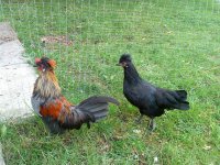 Chickens 04.09.10 019.JPG