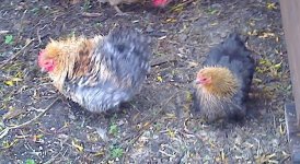 2bantams.JPG