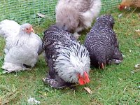 Chickens 04.09.10 040.JPG