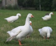 Angel-Wing-Goose-in-Flock2.jpg