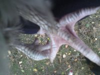 chickenfoot.jpg