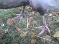 chickenfoot2.jpg