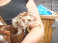 chick1.JPG