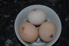 Eggs with holes.jpg