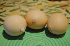 eggs.jpg