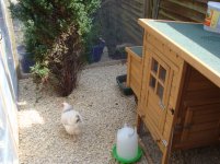 Life in the hen house.jpg