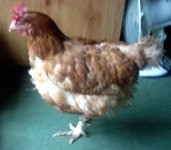 Cheepy Chicken.jpg