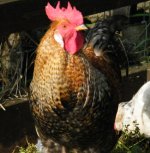 chook01.jpg chook01.jpg