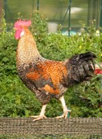 chook03.jpg