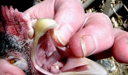 Gape_worm.jpg