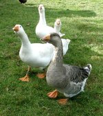 geese at 6mths old oct 2010.jpg