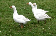 3geese.jpg