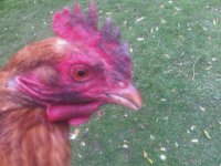 IMG00003-20101105-0815.jpg