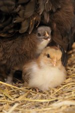 Chicks.jpg