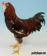 Spangled-Orloff-Best-Rare-Breed-National-2010-4918.jpg