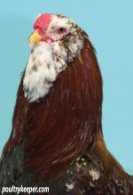 Spangled-Orloff-Head-Best-Rare-Breed-National-2010.jpg