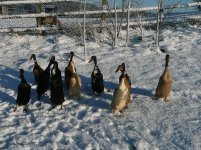 Quackers!.jpg