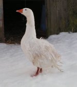 Snowy geese 001.JPG