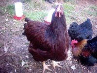 mrs Clucky 03.jpg