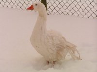Snowy geese 018.JPG