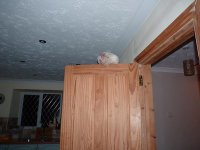 piglet 003.JPG