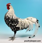 Best-in-Show-Champion-Silver-Spangled-Hamburgh.jpg