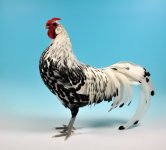 Best in Show Champion Silver Spangled Hamburgh.8.jpg