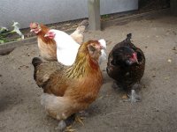 Bantams Nov 09 001.jpg