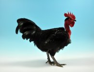 Best Rare breed Transylvanian Naked Neck  2.jpg