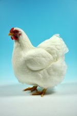 Best White Wyandotte 3.jpg