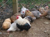 chickens07122010 025(1).JPG