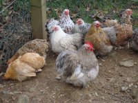 chickens07122010 022.JPG
