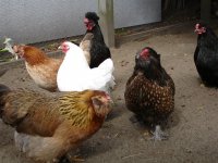 Bantams Nov 09 003.jpg
