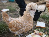 chickens07122010 003(1).JPG