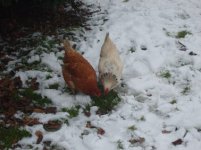 chook1.jpg