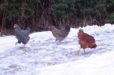 ChooksInSnow1.jpg
