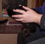 2. positioning her with wings held firmly.JPG