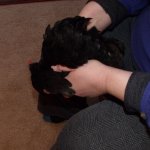 3. upside down she goes- (preferably not after she has just had a big drink).JPG