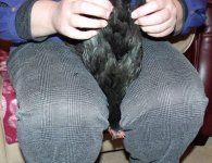 4. mollie is secure and not struggling, held firmly between knees..JPG