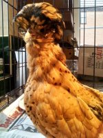 chickens 007.jpg