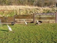 runners and fence.jpg