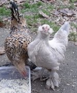 DSCF1007.JPG