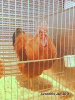 Best of Breed Mr C G Woolley.jpg