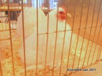 White Pekin- Best True Bantam in show - Waterworth & Woods.jpg