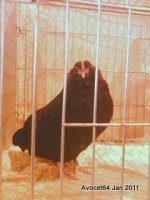 True Bantam - 2nd Belgium D'Anvers -Jane Eardley.jpg