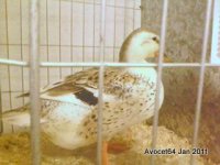 Don't know what little one is- my son took a liking to her.jpg