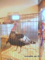 Turkey - John Tickle Best in SHow.jpg