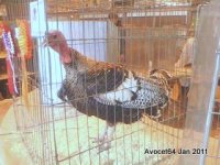 Turkey - Best in Show, Best Turkey, Best Male - John Tickle.jpg